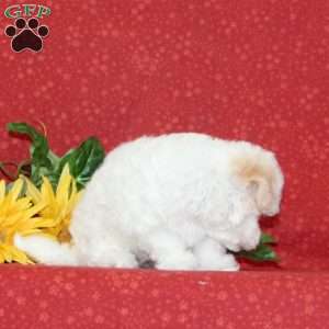 Lilly, Maltipoo Puppy